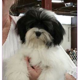 Havanese Puppies from SunWyst Havanese