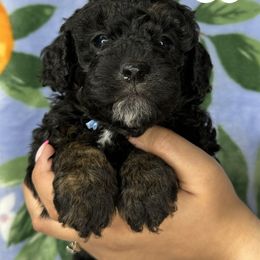 Cocker Spaniel and Poodle Puppies from K & M Home Kennels
