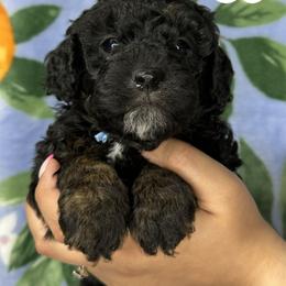 Cocker Spaniel and Poodle Puppies from K & M Home Kennels