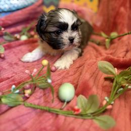 Phillip - Silver gold and white male Shih Tzu puppy in Bradley, South Carolina from Katie’s Kennel