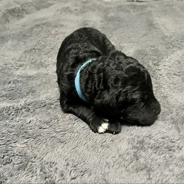 Blue Boy - Silver male Poodle puppy in East Wenatchee, Washington from Stylish Standards