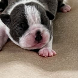 Girl 3 - Blue female Boston Terrier puppy in Coopertown, Tennessee from Toon’s Boston Terriers