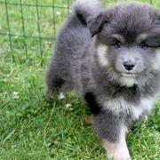 Finnish Lapphunds from Forest Trail Finnish Lapphunds
