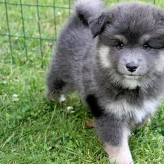 Finnish Lapphunds from Forest Trail Finnish Lapphunds