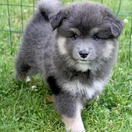 Finnish Lapphunds from Forest Trail Finnish Lapphunds