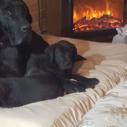 Great Danes from KKDanes