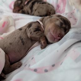Pretzie - Dapple female Dachshund puppy in Summerfield, Florida from Dachshundly Perfect