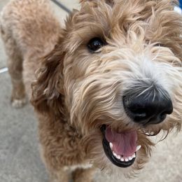Daisy - Poodle