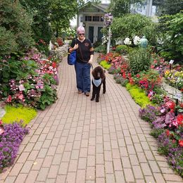 Poodle Puppies from My Buddies Puppies