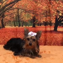 DeeDee - Black and tan female Yorkshire Terrier puppy in Lincolnton Ga, Georgia from Mary Yorkies in Ga