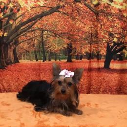DeeDee - Black and tan female Yorkshire Terrier puppy in Lincolnton Ga, Georgia from Mary Yorkies in Ga