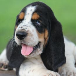Male 2 - Black white and brown male Basset Hound puppy in Georgia from Huff's Hounds