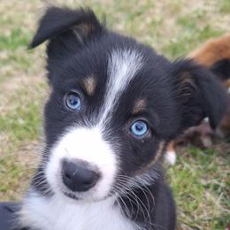 ECLIPSE-btf - Black tri-color female Australian Shepherd puppy in Salem, Arkansas from Patchwork Kennels