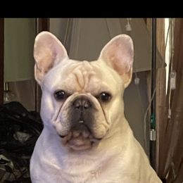 French Bulldog and Labrador Retriever Puppies from Desiree Ortiz's French Bull Dogs and Labrador Retrievers