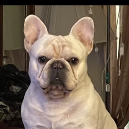 French Bulldog and Labrador Retriever Puppies from Desiree Ortiz's French Bull Dogs and Labrador Retrievers