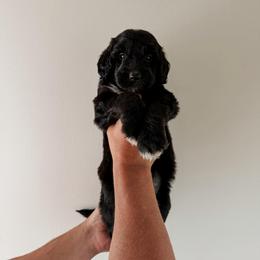 Ruth. - Black and white female Sheepadoodle puppy in Wabash, Indiana from DOODCompany