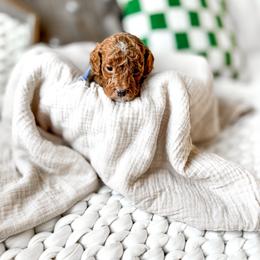 Timon - Red  male Goldendoodle puppy in Springville, Utah from Happy Doodle