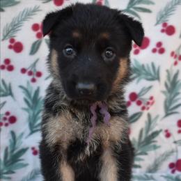 Purple Girl - Black and tan female German Shepherd puppy in Grants Pass, Oregon from Granville German Shepherds