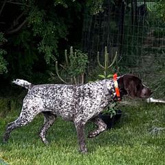Wink - German Shorthaired Pointer