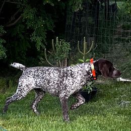 Wink - German Shorthaired Pointer