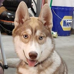 Zuri - Siberian Husky