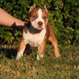 Gelda - Red sable female American Bully puppy in Orlinda, Tennessee from SimplyBullies
