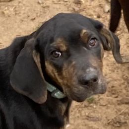 Catahoula Leopard Dogs and Miniature Australian Shepherds from Lava Run Kennels