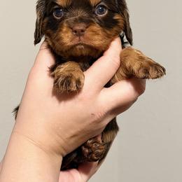 Catherine - Chocolate female Cavalier King Charles Spaniel puppy in Sterling, Colorado from Cavalier Companions CO.