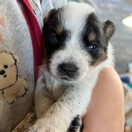 Female 5 - Blue female Australian Cattle Dog puppy in Irvington, Kentucky from Dry Valley’s Australian Cattle Dogs