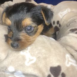 Yorkshire Terrier Puppies from YorkiStars