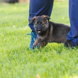 German Shepherd Puppies from Faoladh German Shepherds