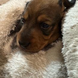 Nugget - Red male Dachshund puppy in Casa Grande, Arizona from Furever Doxie Paws
