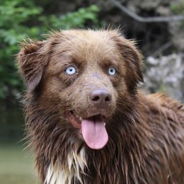 Aussiedoodles, Australian Shepherds, and Miniature Australian Shepherds from Ten Mile Aussies