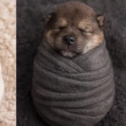 Sumi    Girl 6 - Sesame female Shiba Inu puppy in Denver, Colorado from Diamonds In The Ruff Boston Terriers