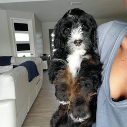 Aussiedoodle Puppies from Southwest Florida Doodles