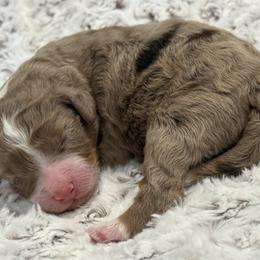Suggest a name - Merle male Bernedoodle puppy in Monument, Colorado from Colorado Dreamin Doodles