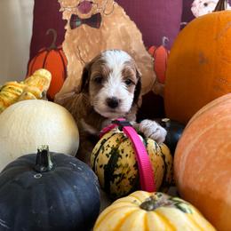 Gingerbread - Red  female Goldendoodle puppy in Chino Valley, Arizona from Bass Creek Doodles
