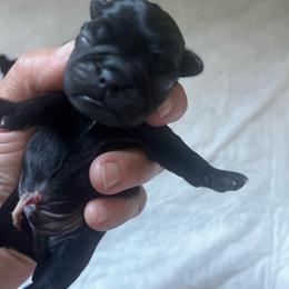 Black boy 1 - Black male Pug puppy in Onalaska, Washington from Cupid’s Pugs