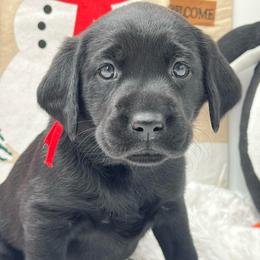 Red - Black female Labrador Retriever puppy in Heath Springs, South Carolina from Rich Hill Retrievers