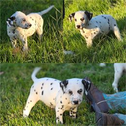 Brian - White and black male Dalmatian puppy in Neosho, Missouri from County-Line Critters