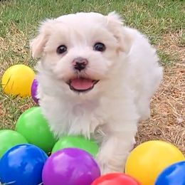 Petie - White and tan male Maltese puppy in Aurora, Missouri from KnJ Precious Paws LLC