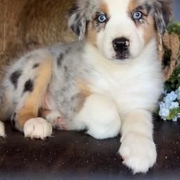 Ace - Blue merle male Australian Shepherd puppy in Troy, South Carolina from Australian Shepherds of 3/W Farms