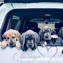 Great Danes from Chicago Danes and Luvabullz
