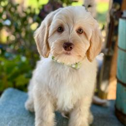 Boone - Caramel male Australian Labradoodle puppy in Anderson, California from Shaggy Doodles