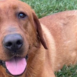 Labrador Retrievers from Cedar Rock Retrievers