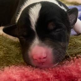 P2F - Black white and tan female Rat Terrier puppy in Groveland, Florida from Blackwood Rat Terriers (Standard)