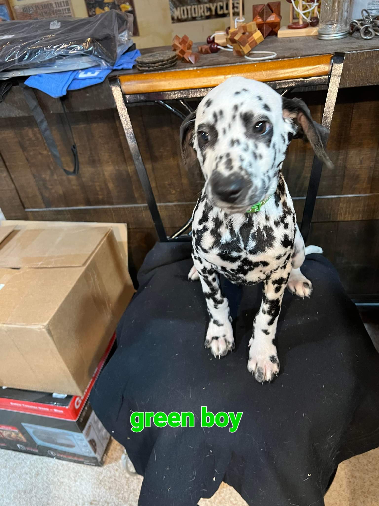 Green boy - Dalmatian puppy in Sturgis, South Dakota from Anthony's Dalmatians