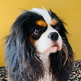 Cavalier King Charles Spaniels from Shady Oak’s  Cavaliers