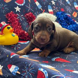 Fern - Chocolate and tan female Dachshund puppy in Staley, North Carolina from Langley Farms Dachshunds