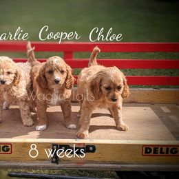 Bernedoodle and Cavapoo Puppies from Wag'in Tails